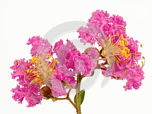 Lilac Crepe Myrtle Flower