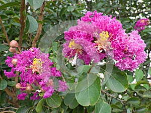 Lilac Crepe Myrtle with flowers