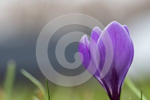 Lilac crocus flower closeup