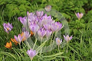 Lilac Crocus flowers amongst greenery in landscape format.