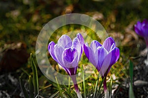 Lilac crocus flowers backlit by the sun.