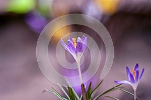 Lilac crocus jarné kvety, izolované na bokeh pozadí, veľkonočné farby, fialová fialová žltá