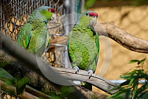 Lilac-Crowned Amazon or Finsch\'s parrot is a parrot endemic to the Pacific slopes of Mexico photo
