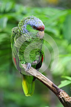 Lilac-crowned Amazon parrot