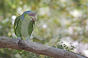 Lilac-crowned Parrot, Amazona finschi, perched photo