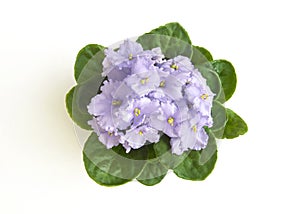 Lilac curly saintpaulia african violet flower from above. Symbol of unaffectedness and faithfulness