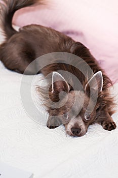 Lilac cute longhair chiwawa - closeup photography