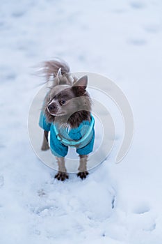 Lilac cute longhair chiwawa dog playing in winter time photo