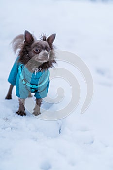 Lilac cute longhair chiwawa dog playing in winter time