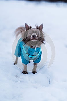 Lilac cute longhair chiwawa dog playing in winter time