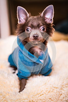 Lilac cute longhair chiwawa puppy - closeup photography