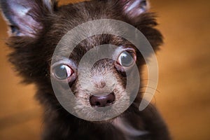 Lilac cute longhair chiwawa puppy - closeup photography