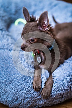 Lilac cute longhair chiwawa puppy - closeup photography