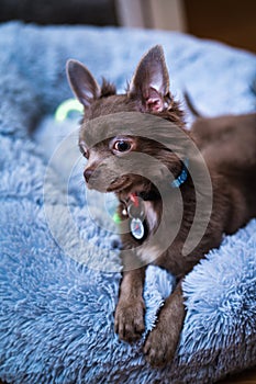 Lilac cute longhair chiwawa puppy - closeup photography