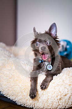 Lilac cute longhair chiwawa puppy - closeup photography