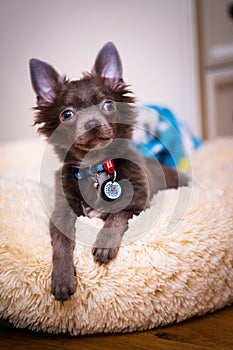 Lilac cute longhair chiwawa puppy - closeup photography