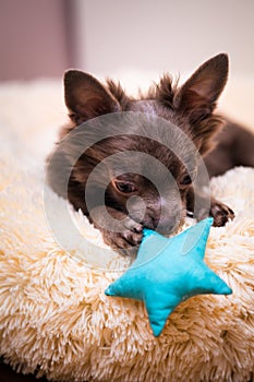 Lilac cute longhair chiwawa puppy - closeup photography