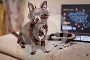 Lilac cute longhair chiwawa puppy - closeup photography