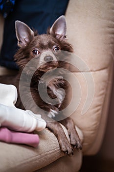 Lilac cute longhair chiwawa puppy - closeup photography