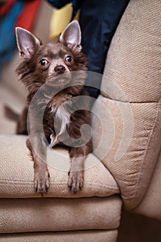 Lilac cute longhair chiwawa puppy - closeup photography