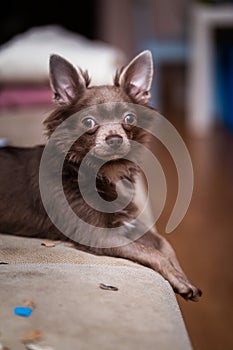 Lilac cute longhair chiwawa puppy - closeup photography