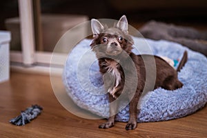 Lilac cute longhair chiwawa puppy - closeup photography