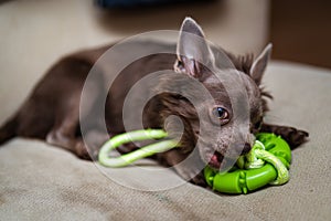 Lilac cute longhair chiwawa puppy - closeup photography