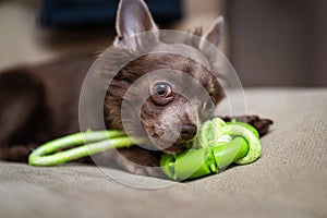 Lilac cute longhair chiwawa puppy - closeup photography