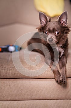 Lilac cute longhair chiwawa puppy - closeup photography