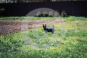 Lilac cute longhair chiwawa puppy - closeup photography