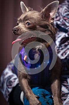 Lilac cute longhair chiwawa puppy - closeup photography