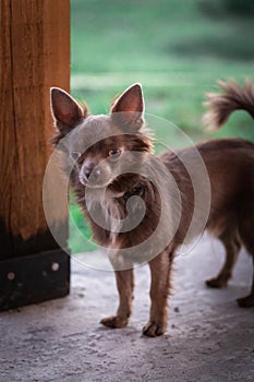 Lilac cute longhair chiwawa puppy - closeup photography