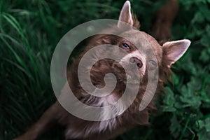 Lilac cute longhair chiwawa puppy - closeup photography