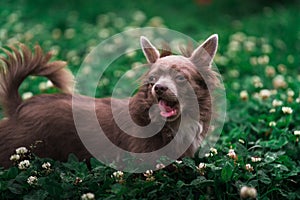 Lilac cute longhair chiwawa puppy - closeup photography