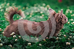 Lilac cute longhair chiwawa puppy - closeup photography