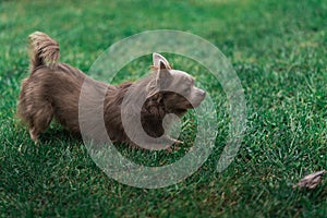 Lilac cute longhair chiwawa puppy - closeup photography