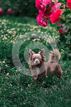 Lilac cute longhair chiwawa puppy - closeup photography