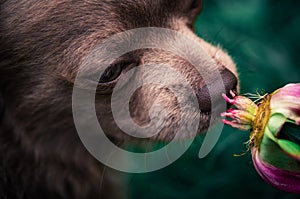 Lilac cute longhair chiwawa puppy with peony flower - closeup photography