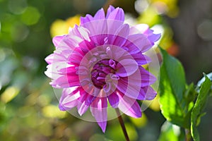 Lilac dahlia flower on green background. Russian Far East, Autumn