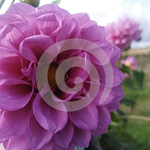 Lilac Dahlia with fly