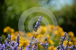 Lilac dances in yellow mist