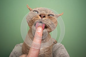 lilac devon rex cat licking finger of human hand making funny face