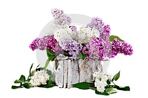 Lilac different colors with leaves is in a white wooden basket.