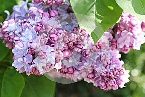 Lilac, elder tree, sambucus, bourtree