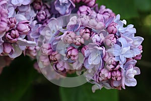 Lilac, elder tree, sambucus, bourtree