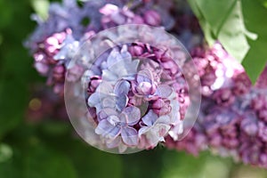 Lilac, elder tree, sambucus, bourtree