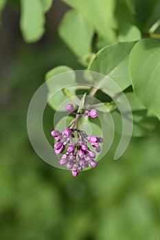 Lilac Esther Staley