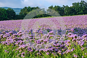 Lilac field of facelia, flowers. Sunset over a violet field.