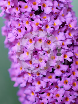 Lilac Flower