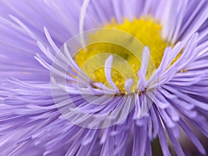 Lilac flower.